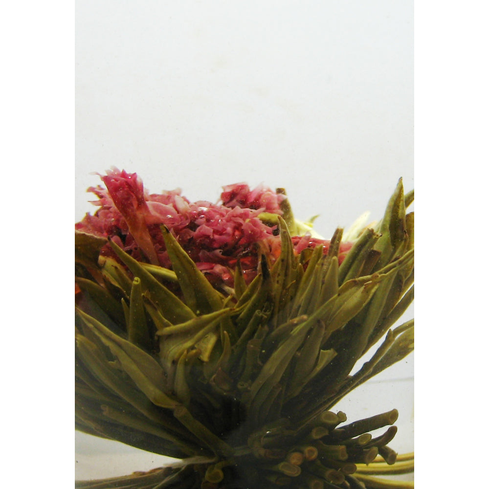 Carnation Blooming Tea
